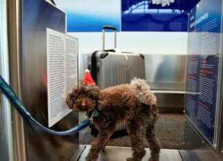 Are Airport Luggage Scales Reliable? Tips for Travelers to Ensure Accurate Weighing are-airport-luggage-scales-reliable-tips-for-travelers-to-ensure-accurate-weighing