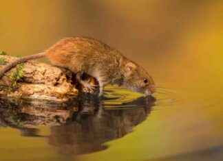 Innovative Mouse Species Discovered: A Swimmer’s Dream for 2025 nnovative-mouse-species-discovered-a-swimmers-dream-for-2025