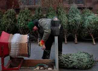 City Mulches Over a Ton of Unsold Christmas Trees: A Sustainable Solution city-mulches-over-a-ton-of-unsold-christmas-trees-a-sustainable-solution