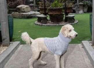 Luxury Dog Clubs in New York City: Catering to a New Canine Clientele luxury-dog-clubs-in-new-york-city-catering-to-a-new-canine-clientele