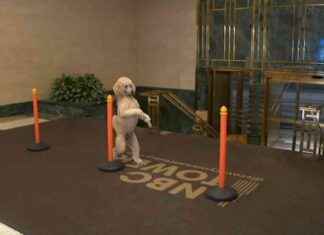 Pappy the Poodle: Social Media Sensation Wows NBC Chicago with Hind Leg Waltz pappy-the-poodle-social-media-sensation-wows-nbc-chicago-with-hind-leg-waltz