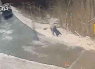 Rabies-Infected Black Bear Attacks Man in Jim Thorpe: Officials rabies-nfected-black-bear-attacks-man-in-jim-thorpe-officials