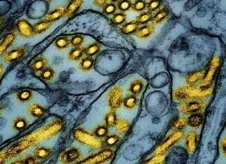 Tragic Deaths of 2 Infants from Seasonal Flu in Chicago: Official Statement tragic-deaths-of-2-nfants-from-seasonal-flu-in-chicago-official-statement