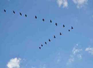 U.S. Bird Flu Outbreak Preparedness: Expert Alarm Signals us-bird-flu-outbreak-preparedness-expert-alarm-signals