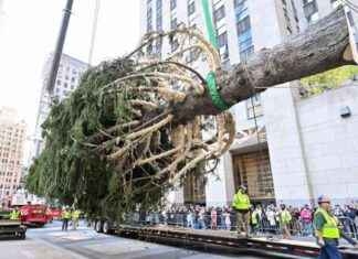 What Happens to the Rockefeller Center Tree After It Comes Down? – Next Steps for the 11-Ton Norway Spruce what-happens-to-the-rockefeller-center-tree-after-t-comes-down-next-steps-for-the-11-ton-norway-spruce