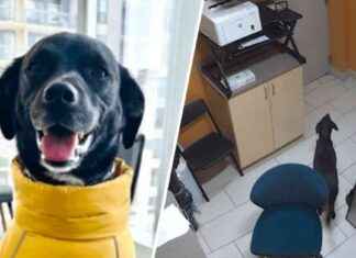 Dog Escapes from Chicago Pet Hotel in Viral Video dog-escapes-from-chicago-pet-hotel-in-viral-video