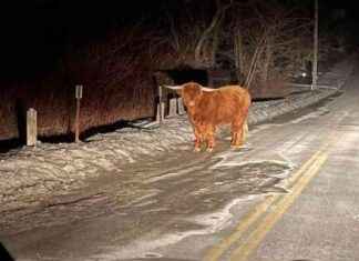 Scottish Highland Bull Loose in Connecticut scottish-highland-bull-loose-in-connecticut