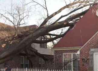 Tree falls on home in Queens due to high winds tree-falls-on-home-in-queens-due-to-high-winds