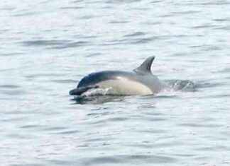 Dead Dolphin Found on Astoria, Queens Beach dead-dolphin-found-on-astoria-queens-beach