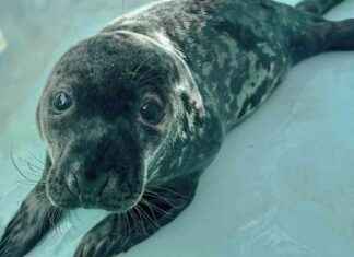 Tragic death of beloved seal pup in downtown New Haven tragic-death-of-beloved-seal-pup-in-downtown-new-haven