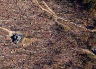 U.S. Forest Service: Environmental Impact and Conservation Efforts us-forest-service-environmental-mpact-and-conservation-efforts