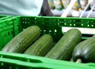 Cucumber Recall in Illinois: New Brands Added to List Amid Multistate Salmonella Outbreak cucumber-recall-in-llinois-new-brands-added-to-list-amid-multistate-salmonella-outbreak