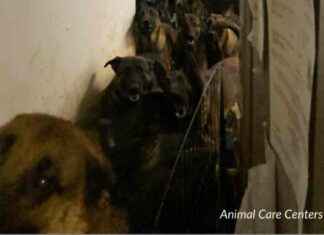 Dog Rescue Saves Neglected Pets from Overcrowded Conditions dog-rescue-saves-neglected-pets-from-overcrowded-conditions