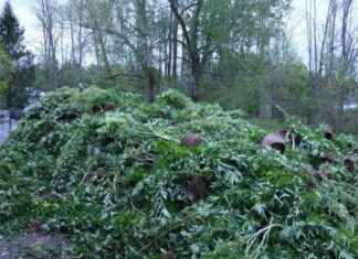 Illegal Marijuana Farm in New York Linked to NYC Smoke Shop Supply llegal-marijuana-farm-in-new-york-linked-to-nyc-smoke-shop-supply