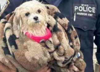 NYPD Officer Adopts Dog Rescued from East River nypd-officer-adopts-dog-rescued-from-east-river