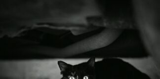 Hempstead Animal Shelter Secrets: How To Find Your Perfect Pet