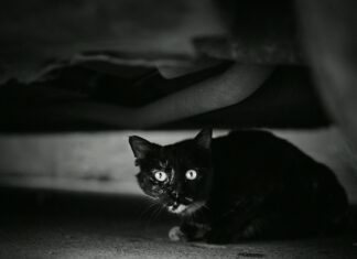 Hempstead Animal Shelter Secrets: How To Find Your Perfect Pet