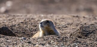 Town Of North Hempstead Taxes: What You Need To Know Today