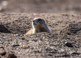 Town Of North Hempstead Taxes: What You Need To Know Today