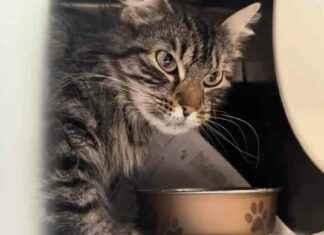 Rescued: 30 Cats Found Abandoned Near Southern State Parkway rescued-30-cats-found-abandoned-near-southern-state-parkway