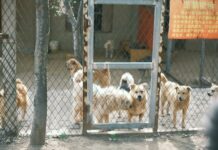 Town Of Hempstead Animal Shelter Wantagh: How To Help Pets Thrive