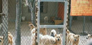 Town Of Hempstead Animal Shelter Wantagh: How To Help Pets Thrive