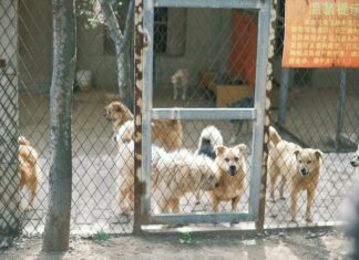 Town Of Hempstead Animal Shelter Wantagh: How To Help Pets Thrive