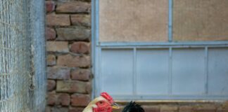 Hempstead Poultry Farms: Discover The Secrets Behind Their Success