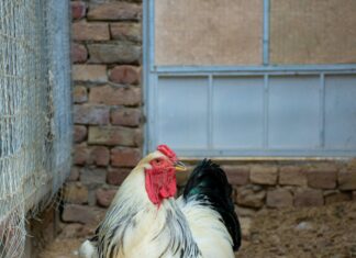 Hempstead Poultry Farms: Discover The Secrets Behind Their Success