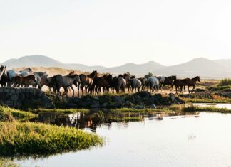 Halls Pond West Hempstead: Discover Hidden Gems and Local Wonders