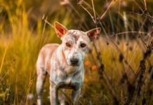 Hempstead Animal Shelter Wantagh: Discover How You Can Help Pets Today