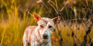 Hempstead Animal Shelter Wantagh: Discover How You Can Help Pets Today