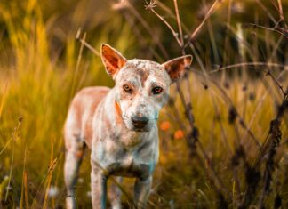 Hempstead Animal Shelter Wantagh: Discover How You Can Help Pets Today