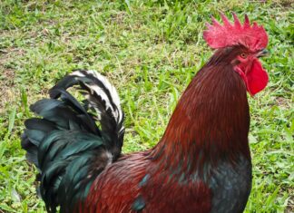 Hempstead Poultry Farms: Unveiling the Keys to Their Success