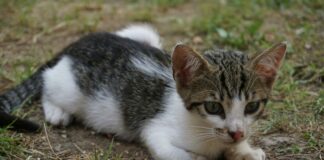 Town Of Hempstead Animal Control: Essential Tips You Need Today
