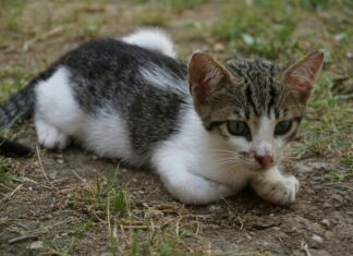 Town Of Hempstead Animal Control: Essential Tips You Need Today