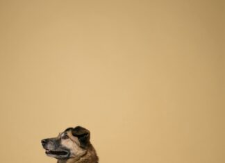 Town Of Hempstead Animal Shelter Adoption: How To Find Your Perfect Pet