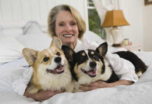 Prioritizing Dogs Health: The Ultimate Guide to Choosing the Right Dog Beds dog bed, dog beds, large dog beds, best dog beds, outdoor dog beds, orthopedic dog beds, chew proof dog bed, raised dog bed, cooling dog bed, heated dog beds